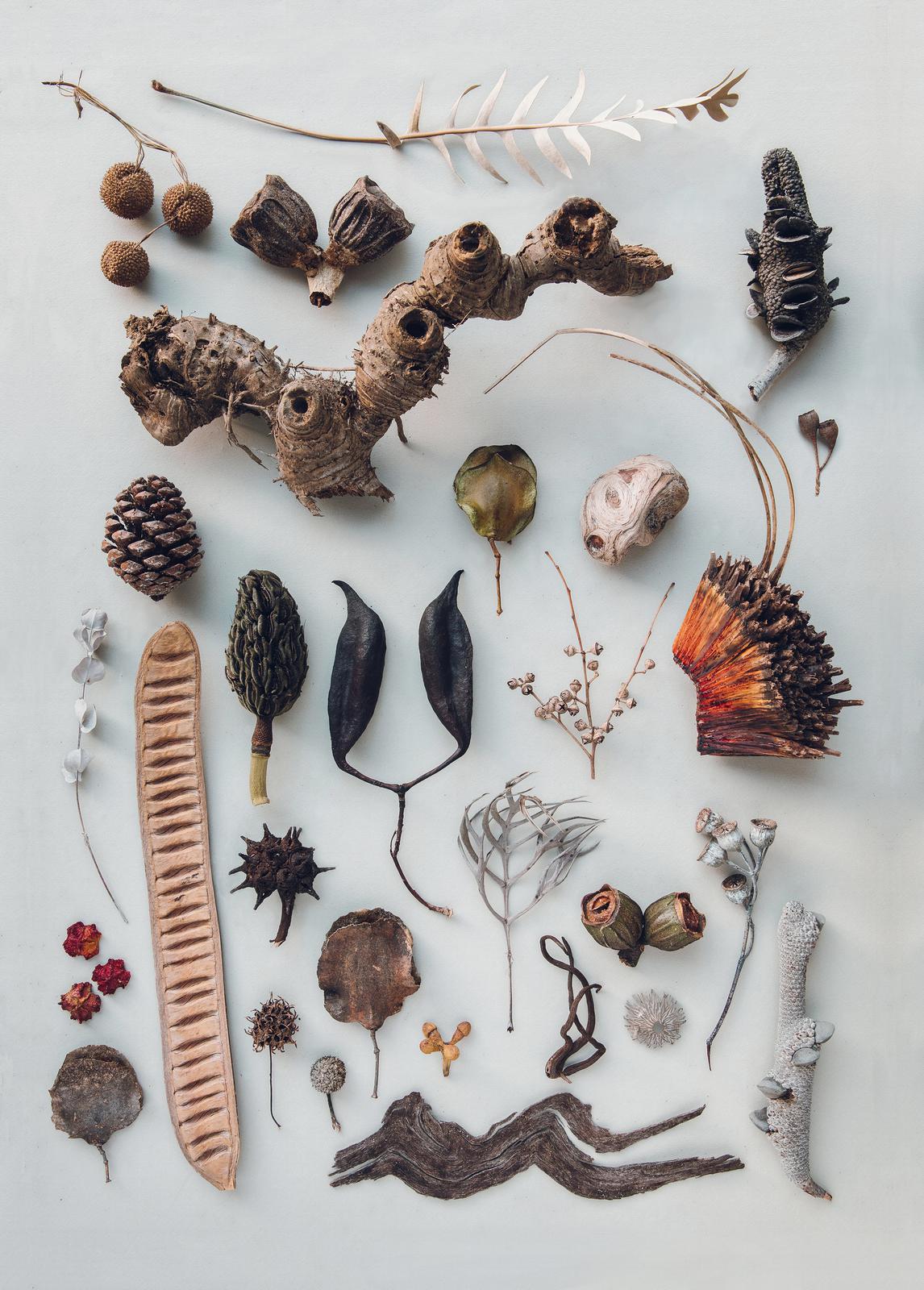 Seedpods
