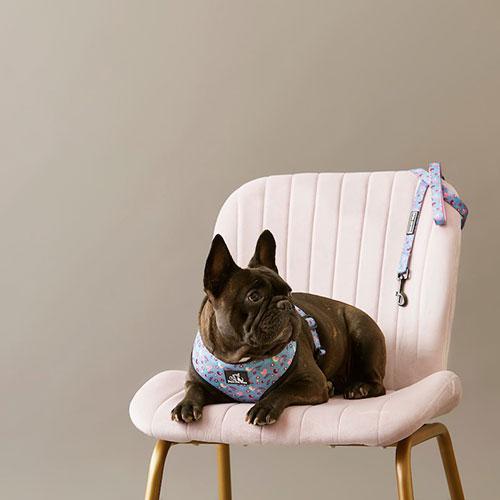 Paws Pet Wear Sitting Pretty Harness and leash