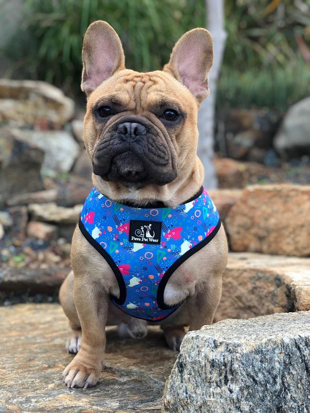 Paws Pet Wear Memphis Harness