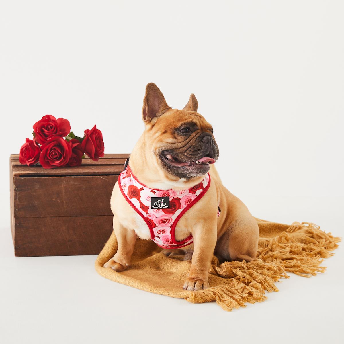 Adjustable Dog Harness