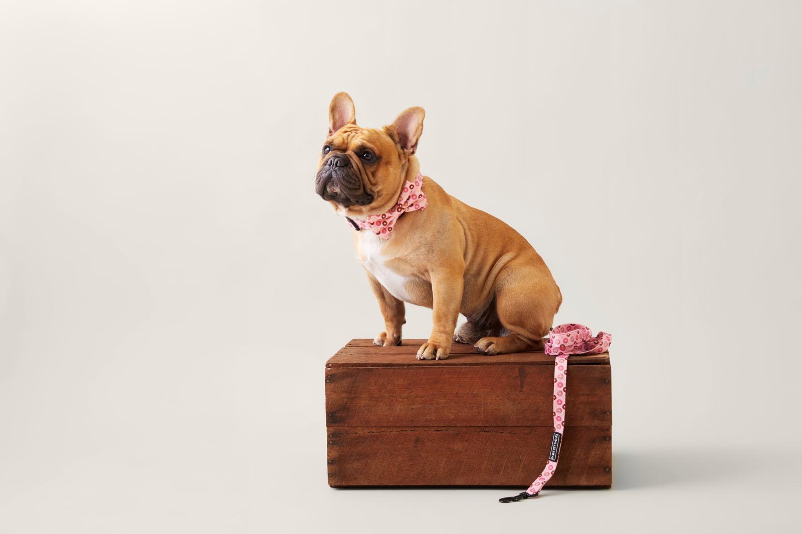 Paws Pet Wear Doughnut Worry Collar Set