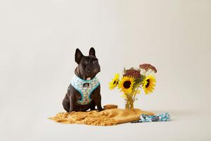 Paws Pet Wear