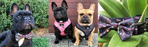 Paws Pet Wear