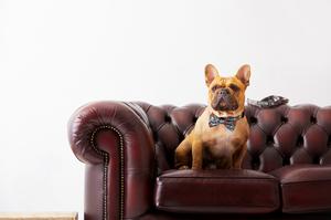 Paws Pet Wear