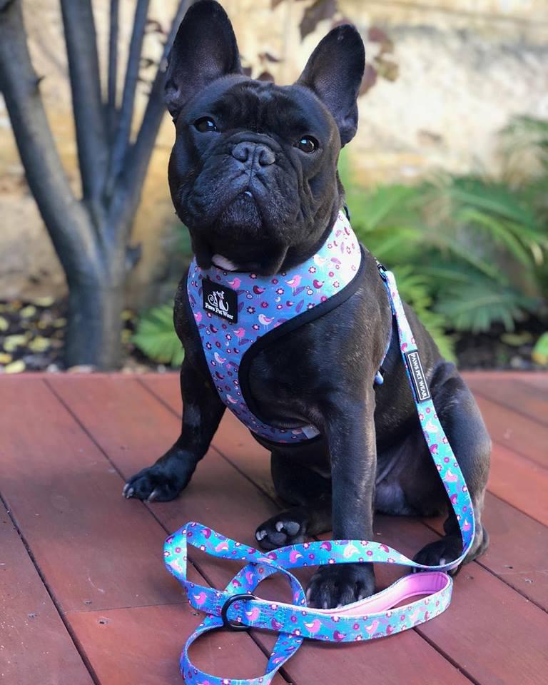 Paws Pet Wear Summer Bird Harness Set