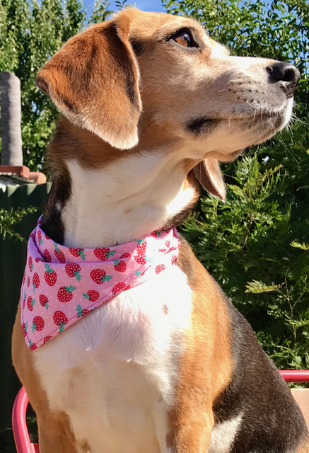 Bandana