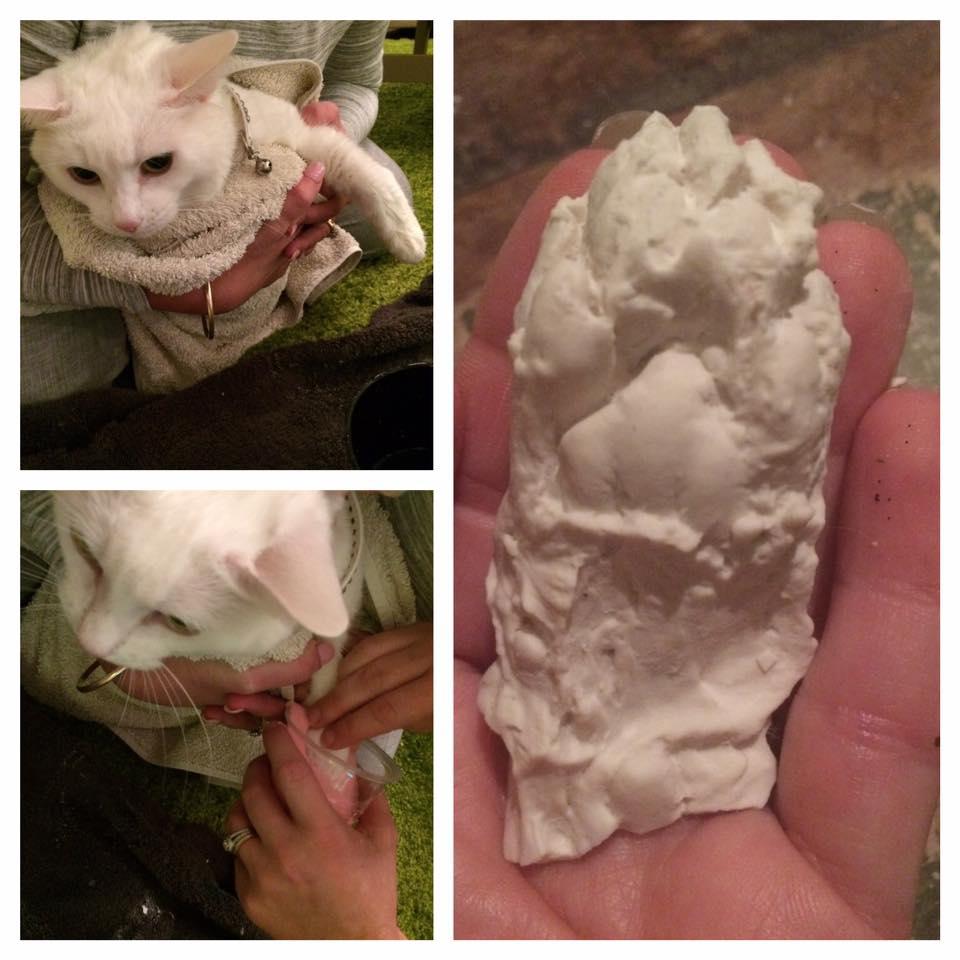Cat Paw Casting
