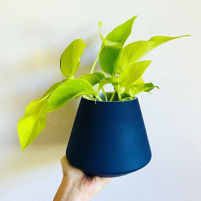 Indoor Plants