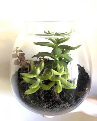 Cacti Terrarium