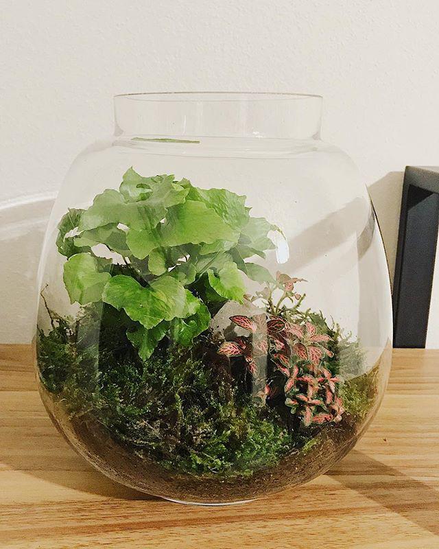 Terrarium