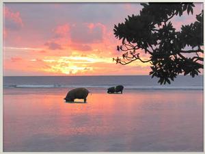 Pig Beach Bags