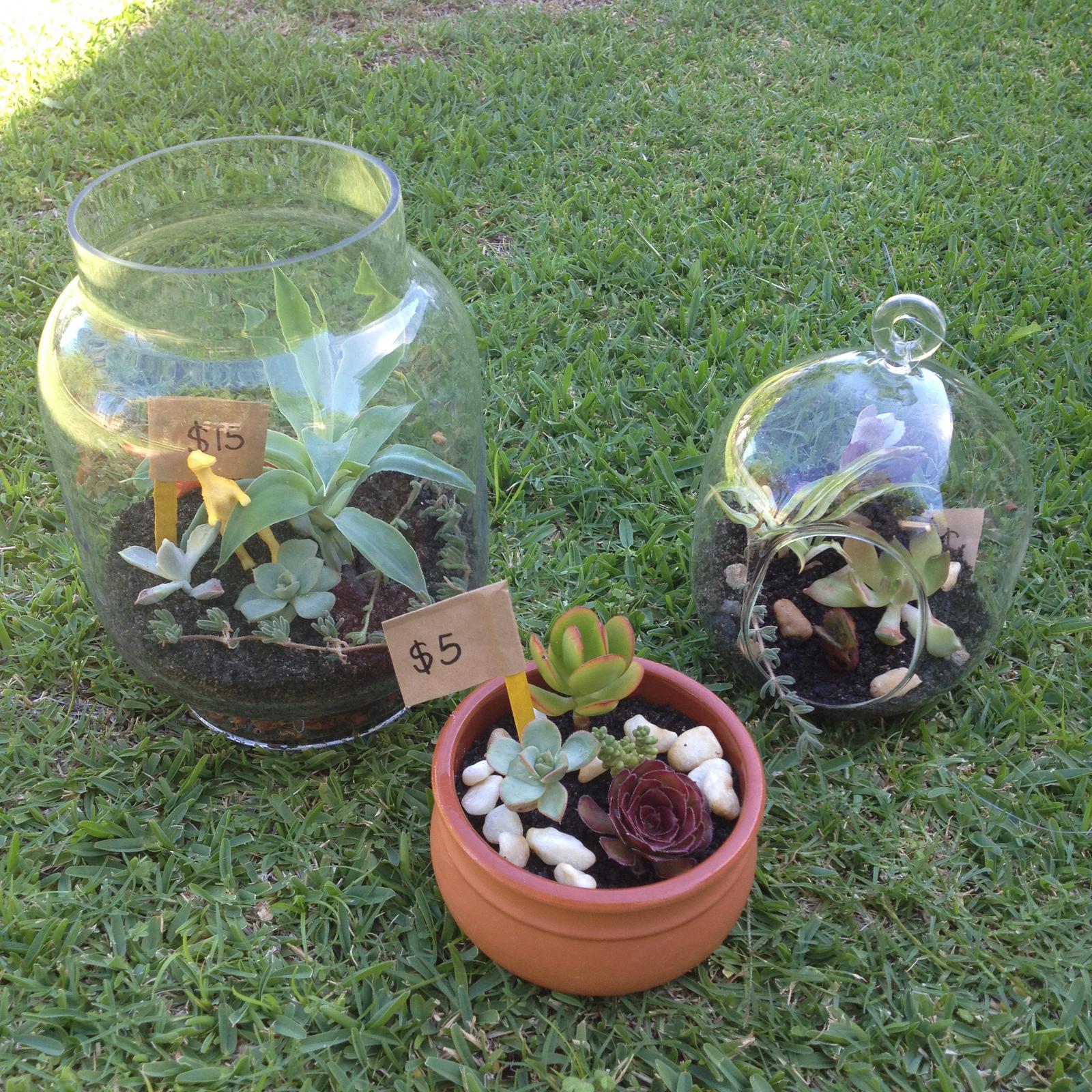 Succulents