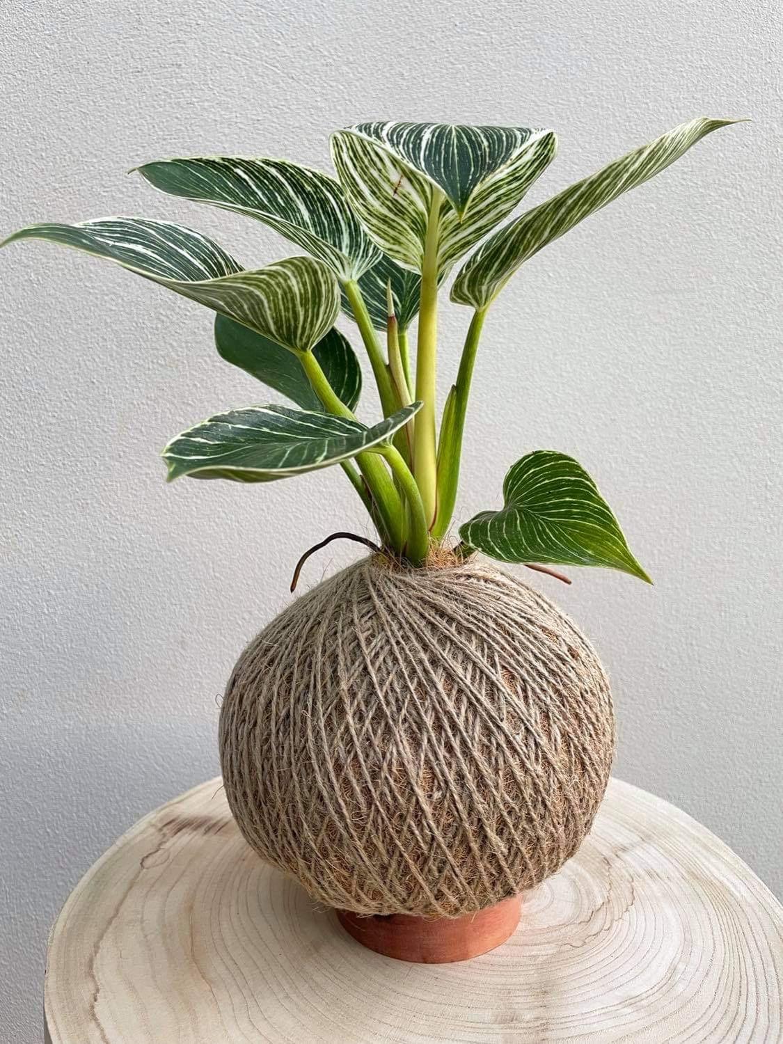 Philodendron Birkin Kokedama