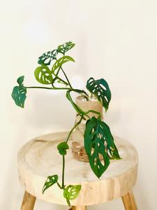 Pip & Rose Design