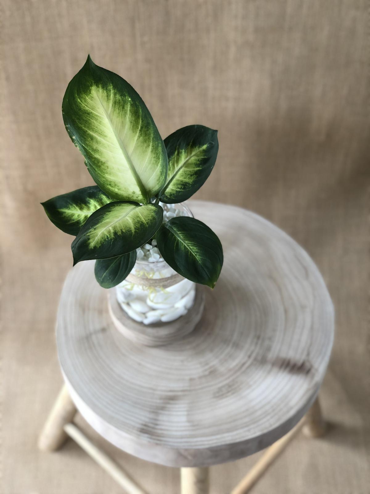Dieffenbachia Watergarden