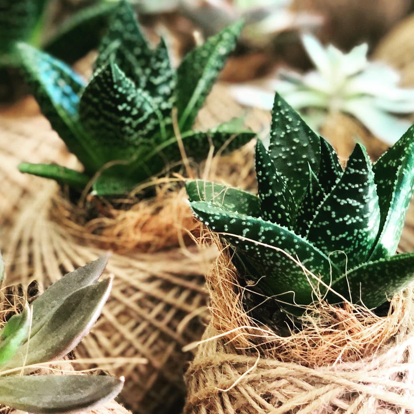Succulent Kokedama