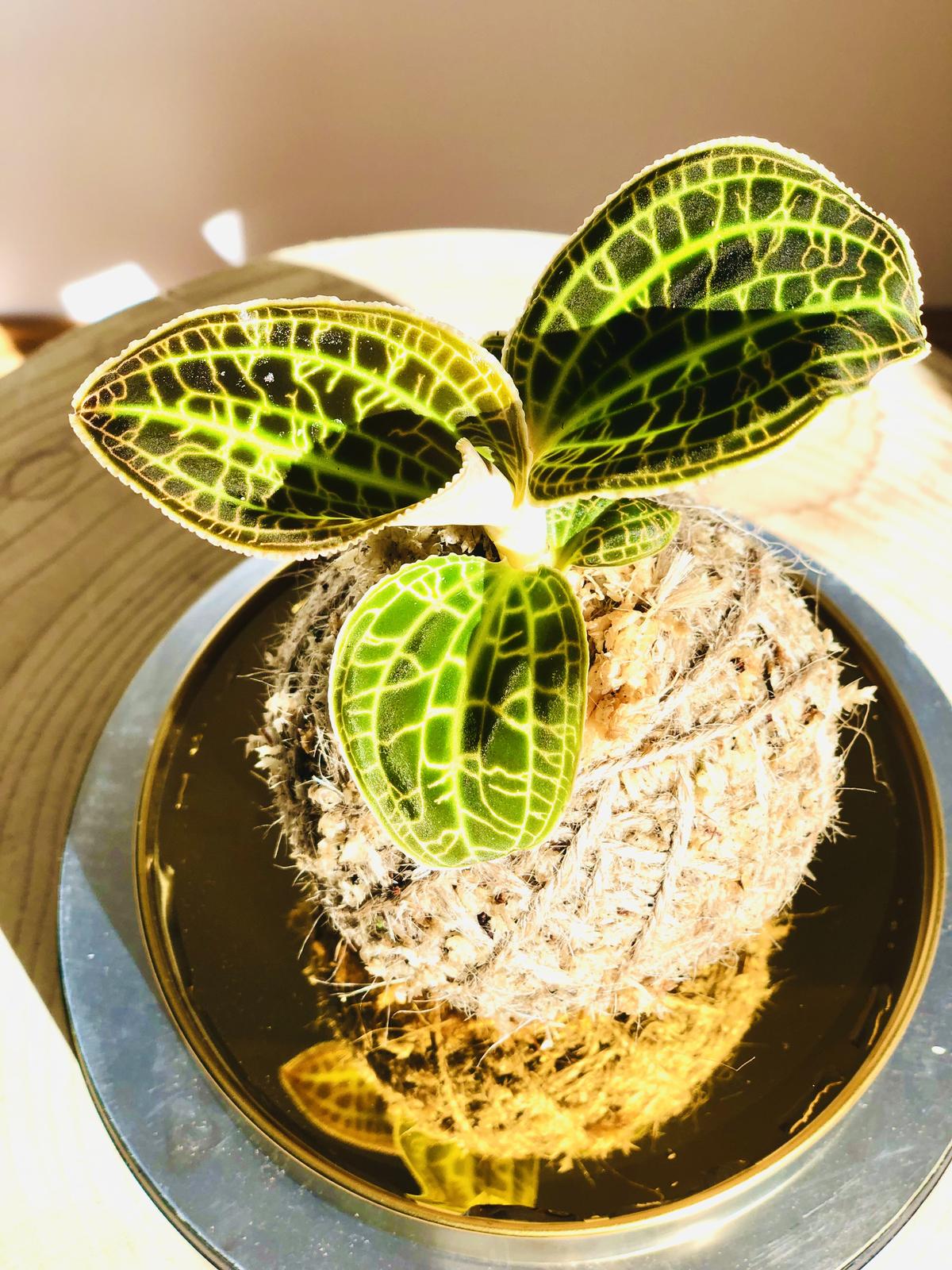 Jewel Orchid Kokedama