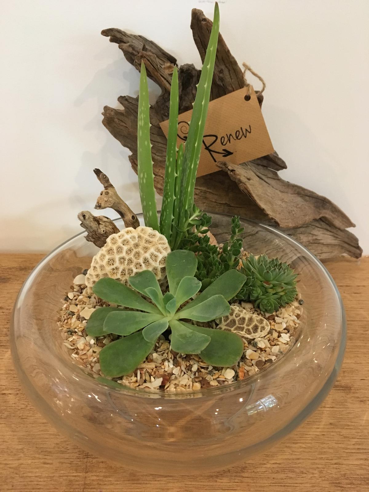 Succulents