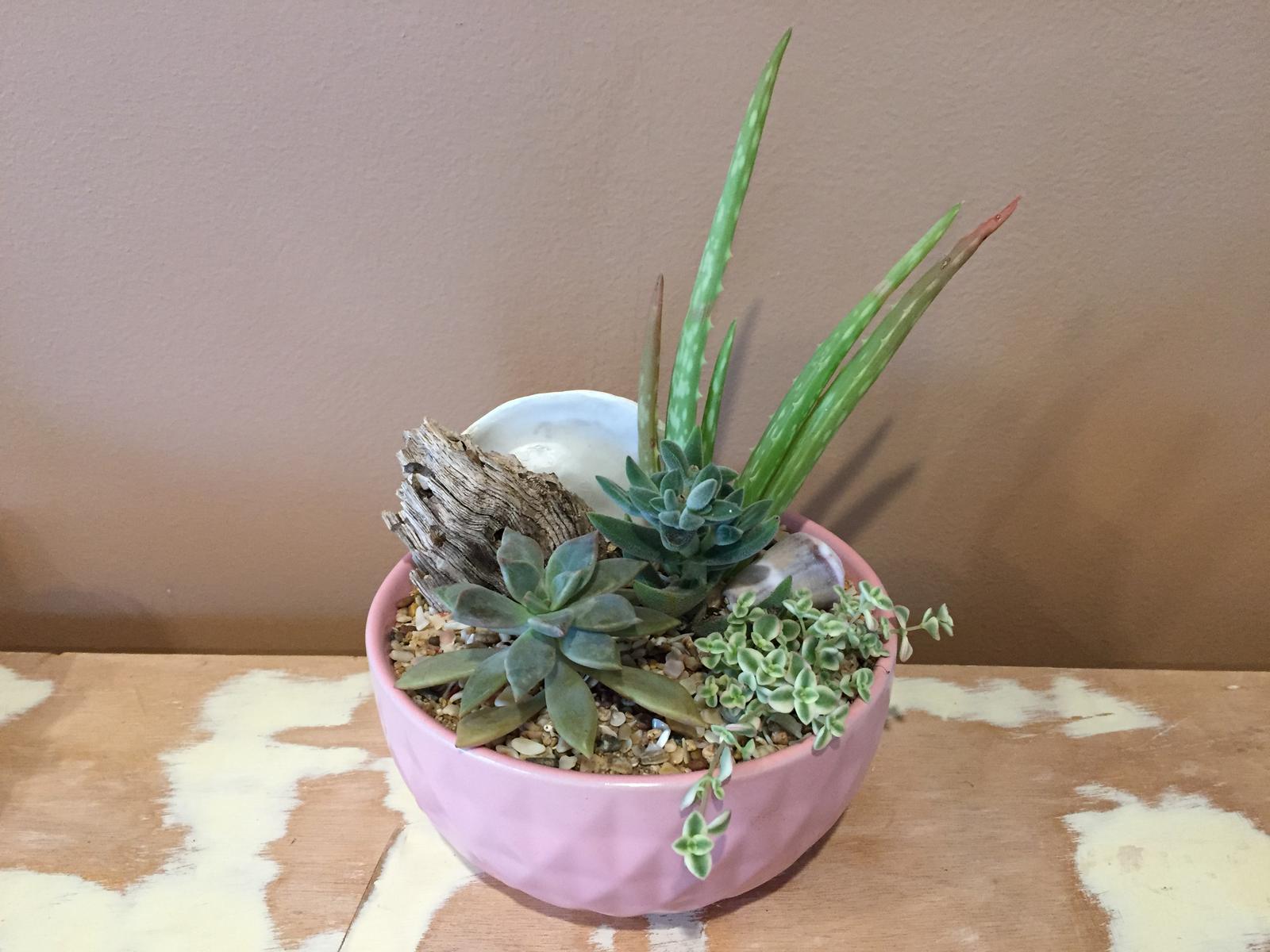 Succulents