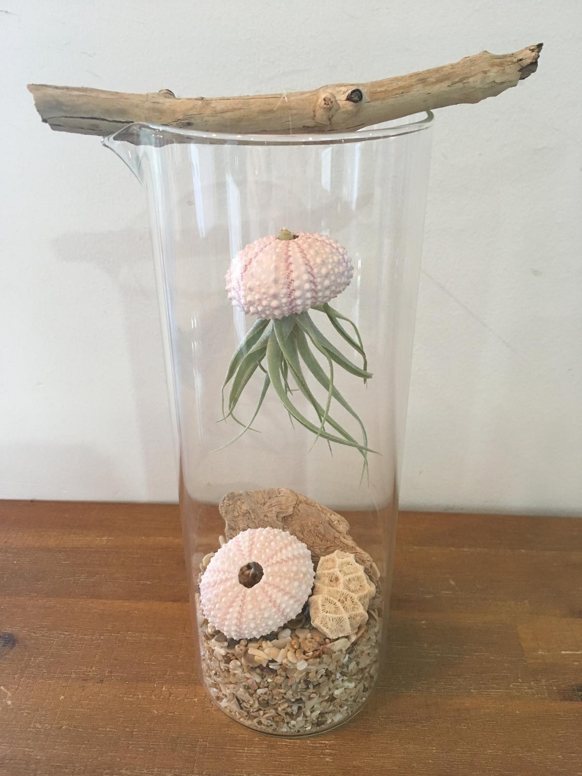Air Plants