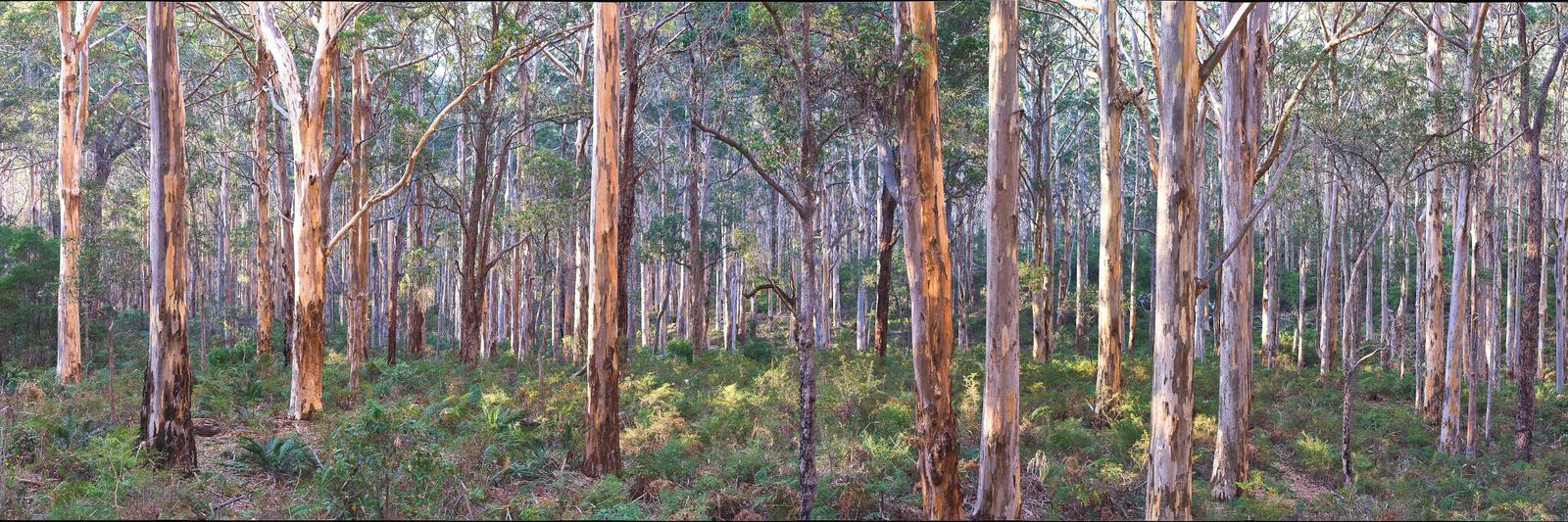 Boranup Forest