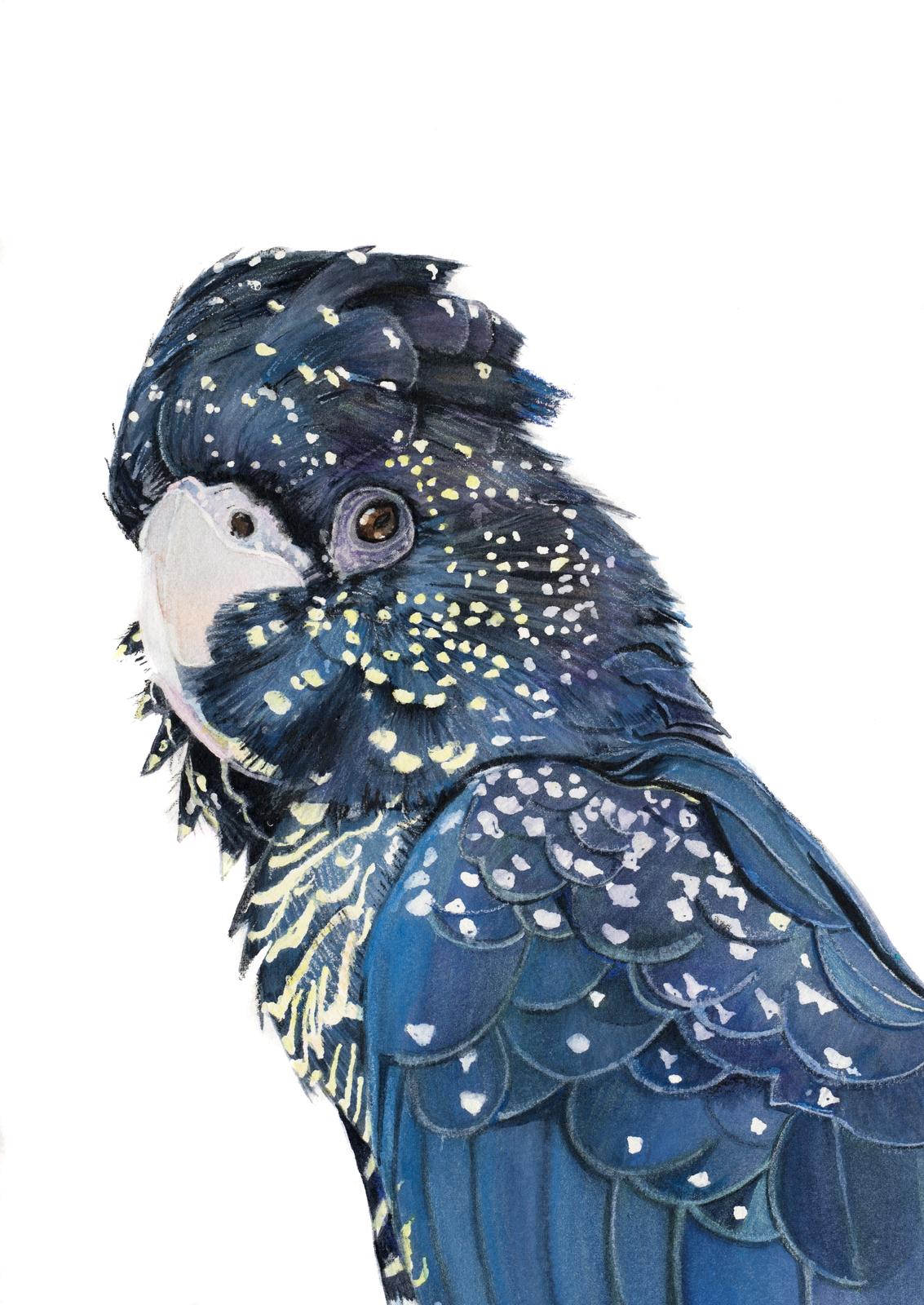 Bright Feathers