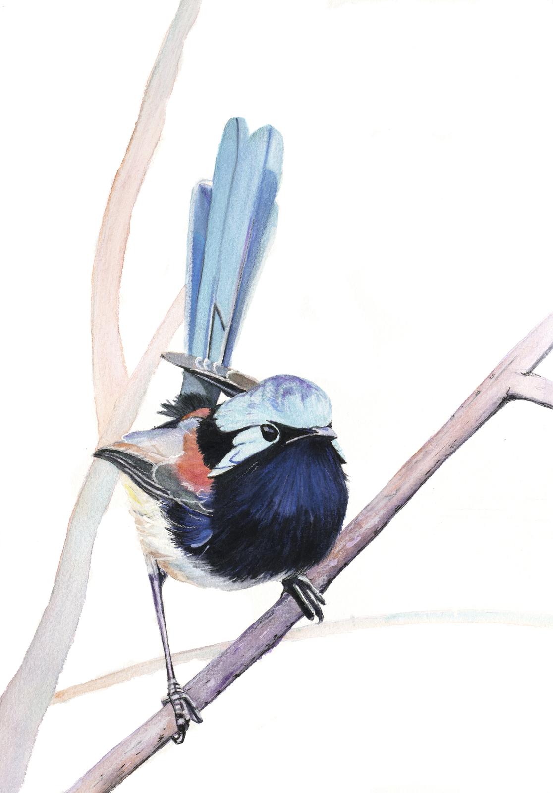 Red Winged Fairy Wren