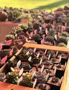 So Succulent