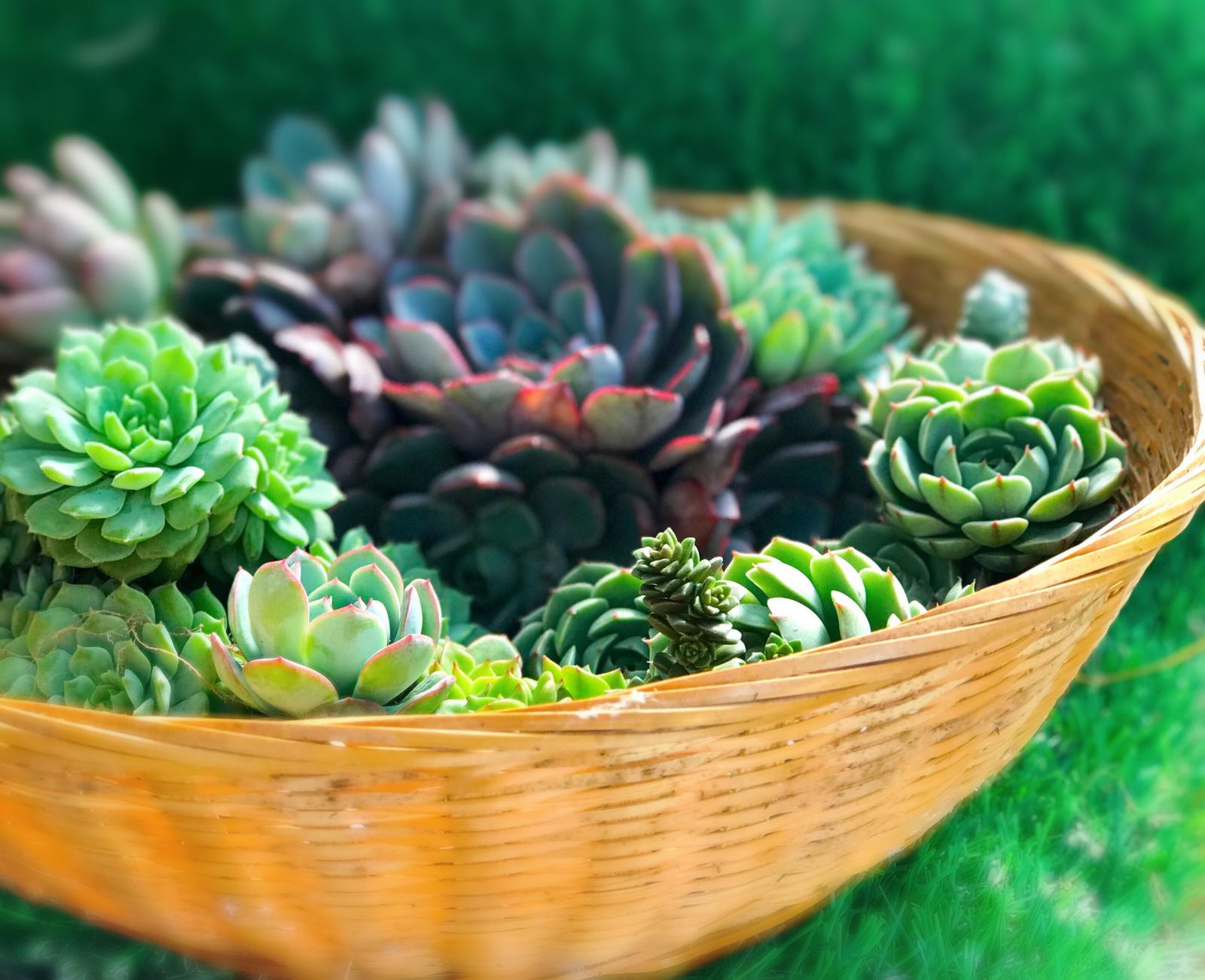 Succulent