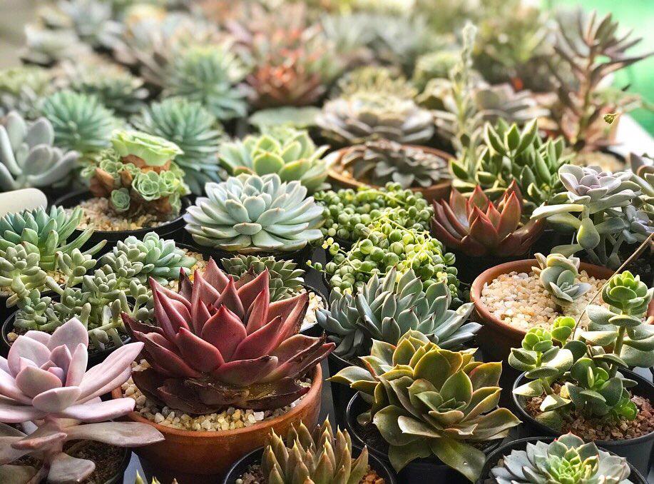 Our plants