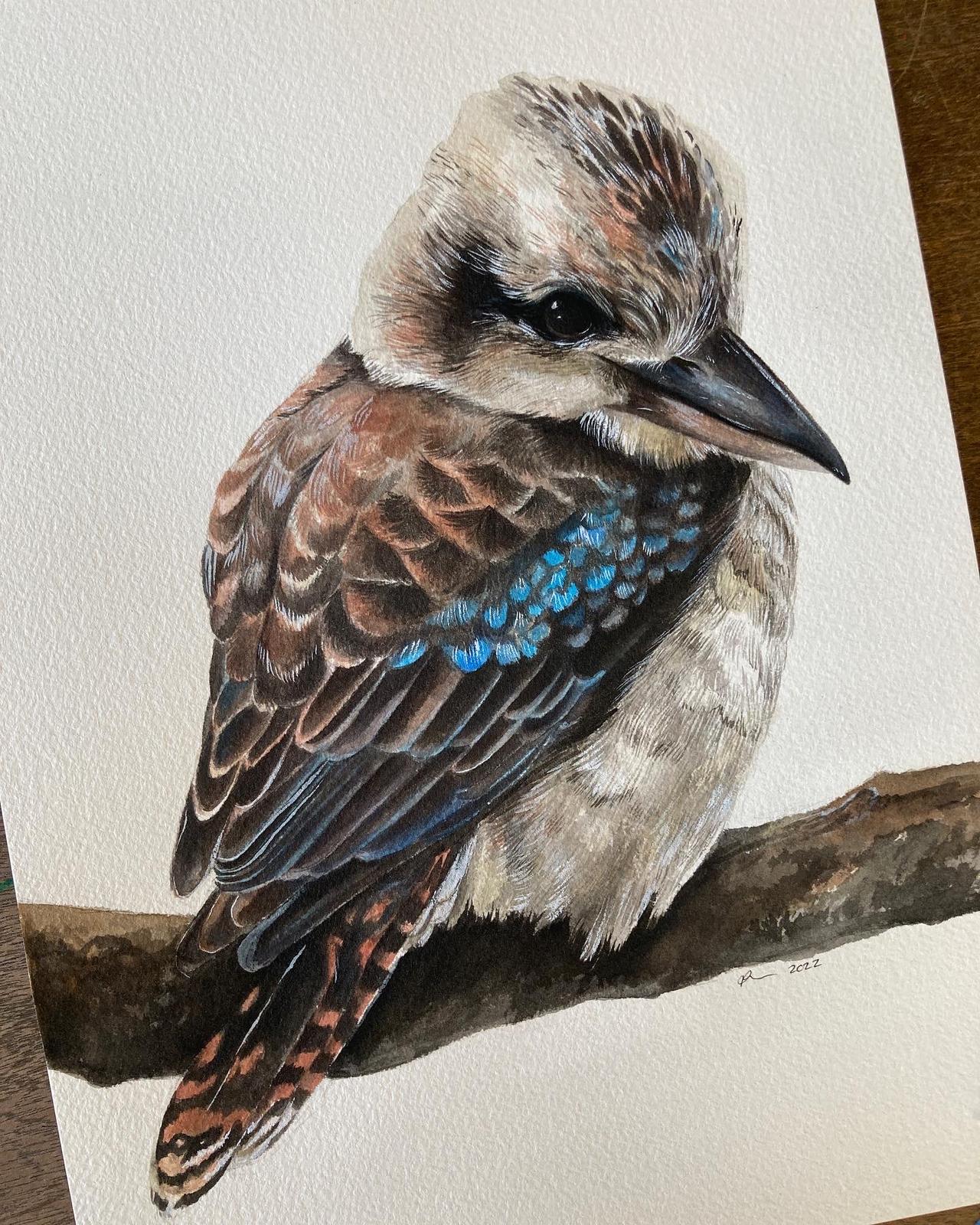Blue-Winged Kookaburra