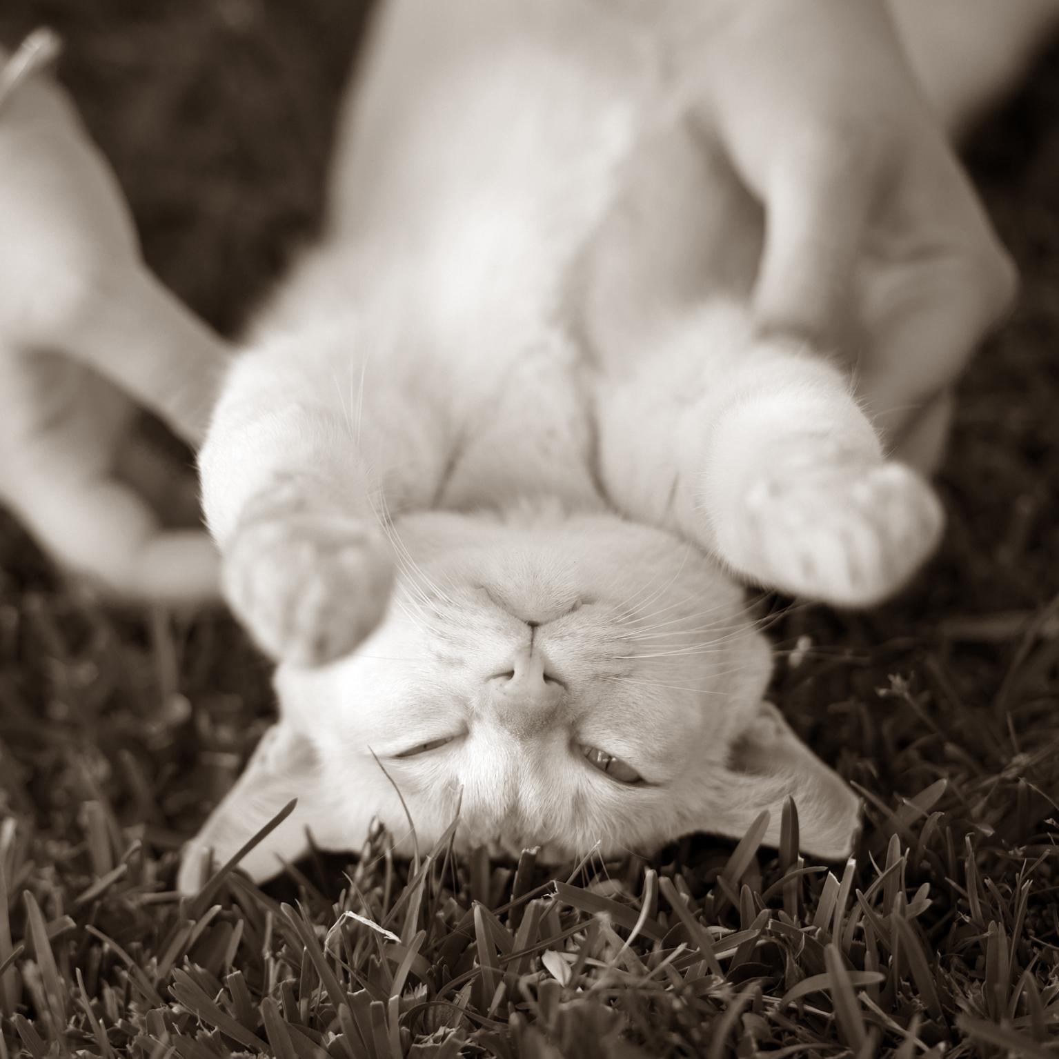 Kitties love cuddles too!