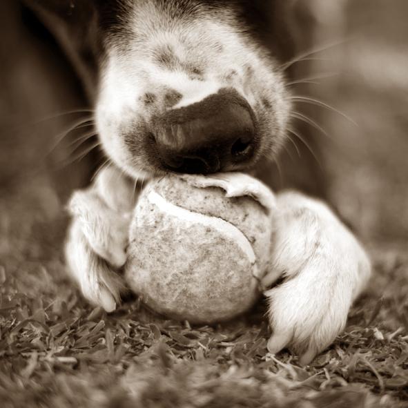 We love pets!