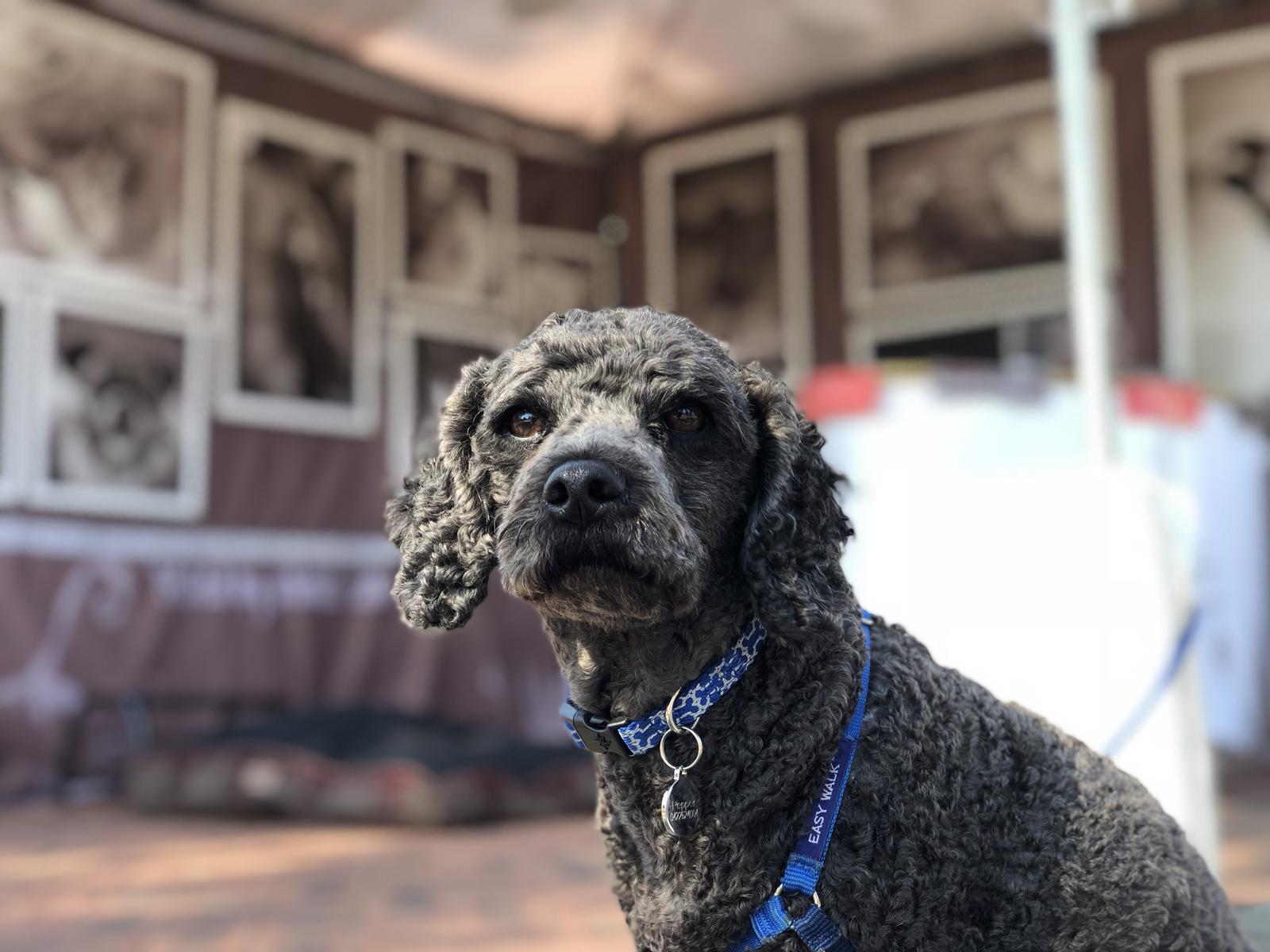 Studio Noah Pet Photography greeting party 'Pepper'