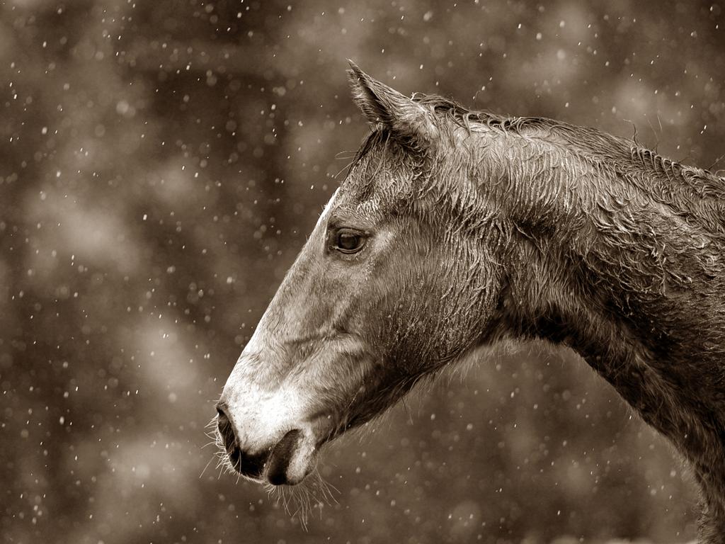 We photograph horses too!