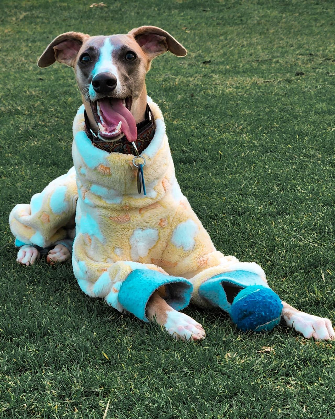 Dog PJs