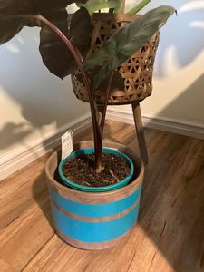 The Flowering Pot