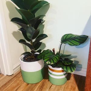 The Flowering Pot