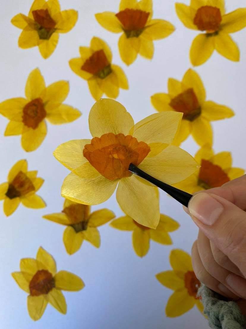 Pressed daffodils
