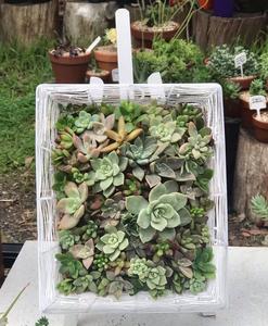 The Little Plant Stall