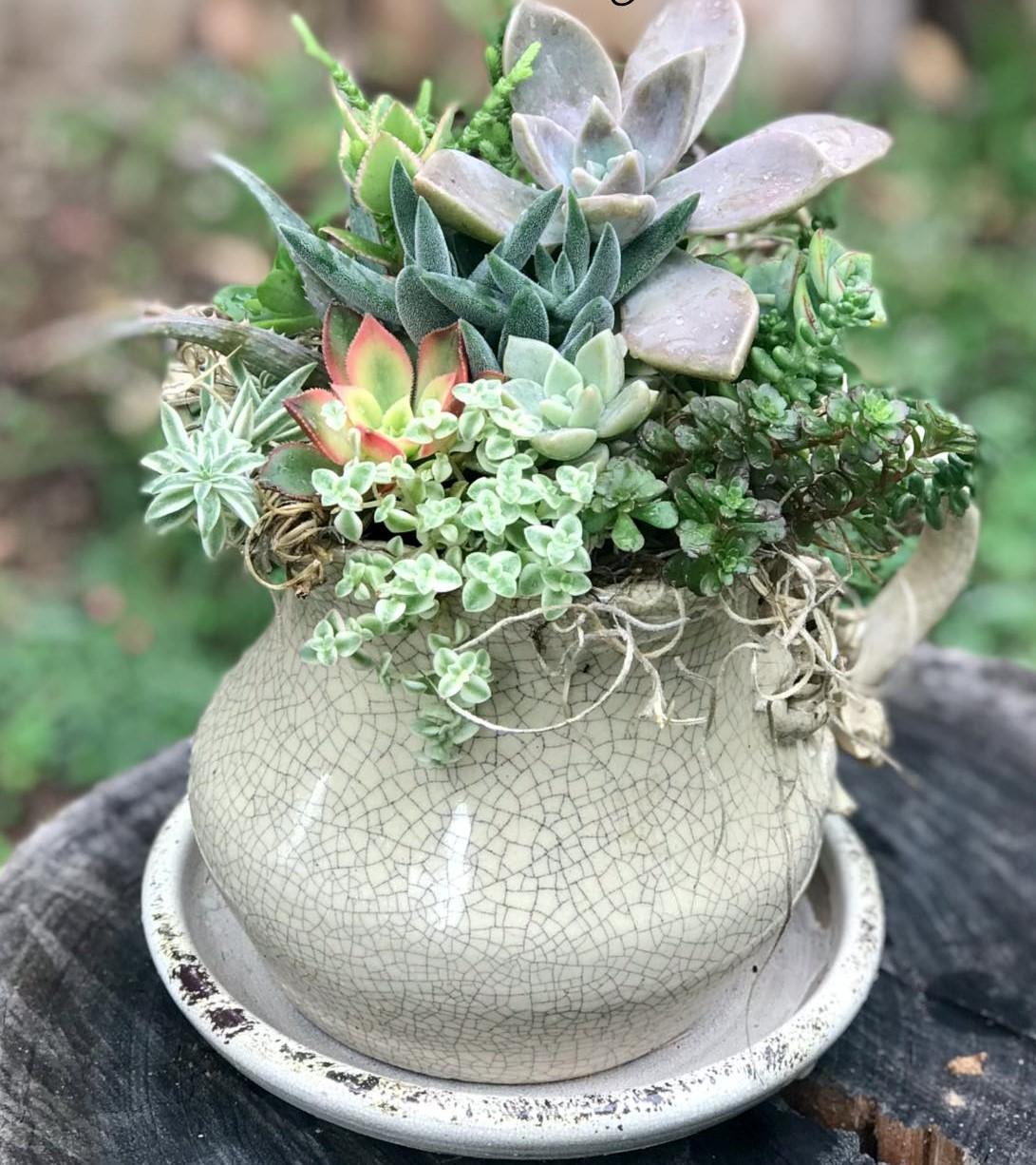 Re purposed Ceramic Jug with succulents