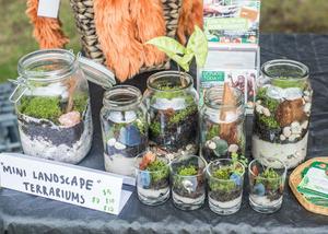The Orangutan Project