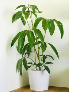 The Wandering Leaf