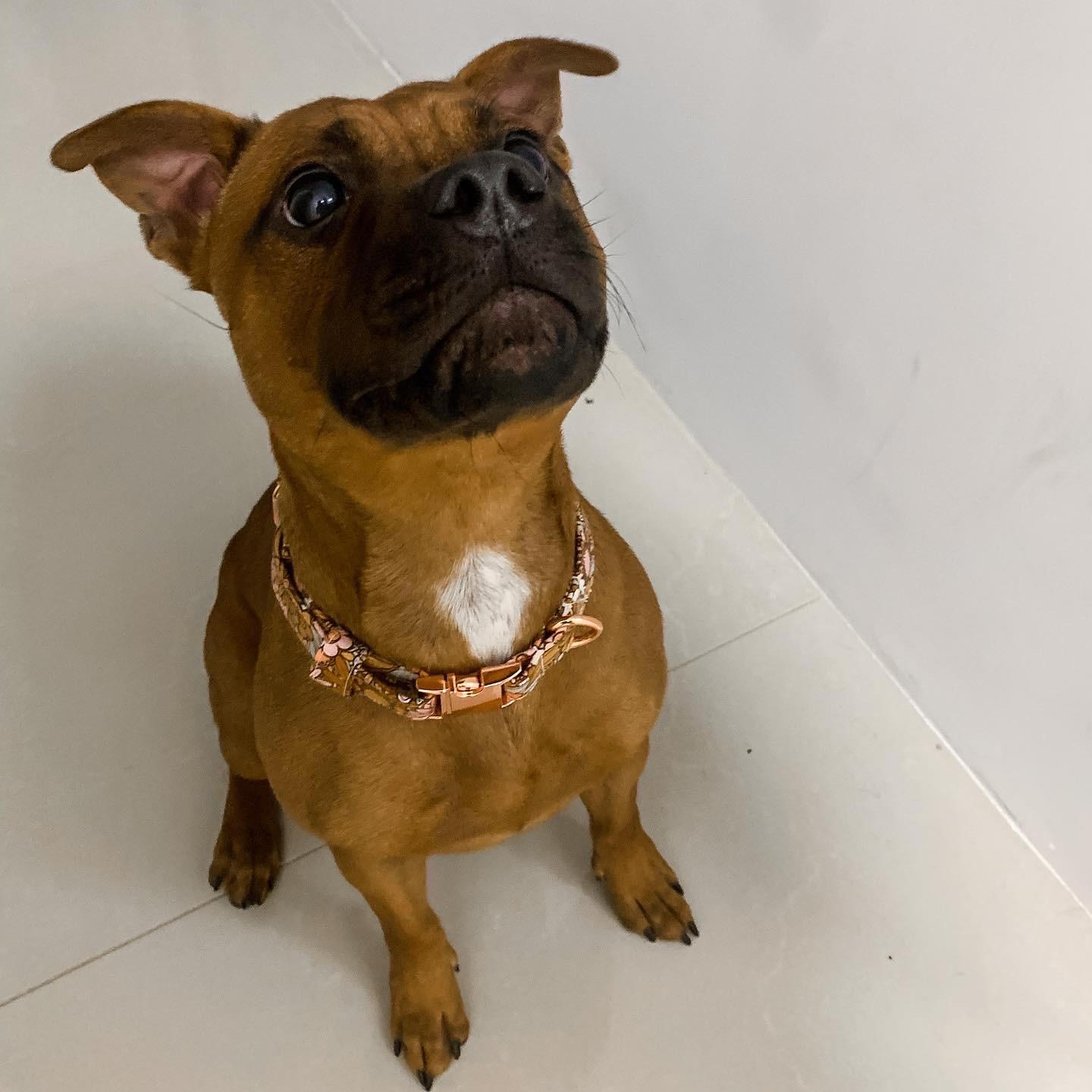 Modelling our Sienna print Classic Collar
