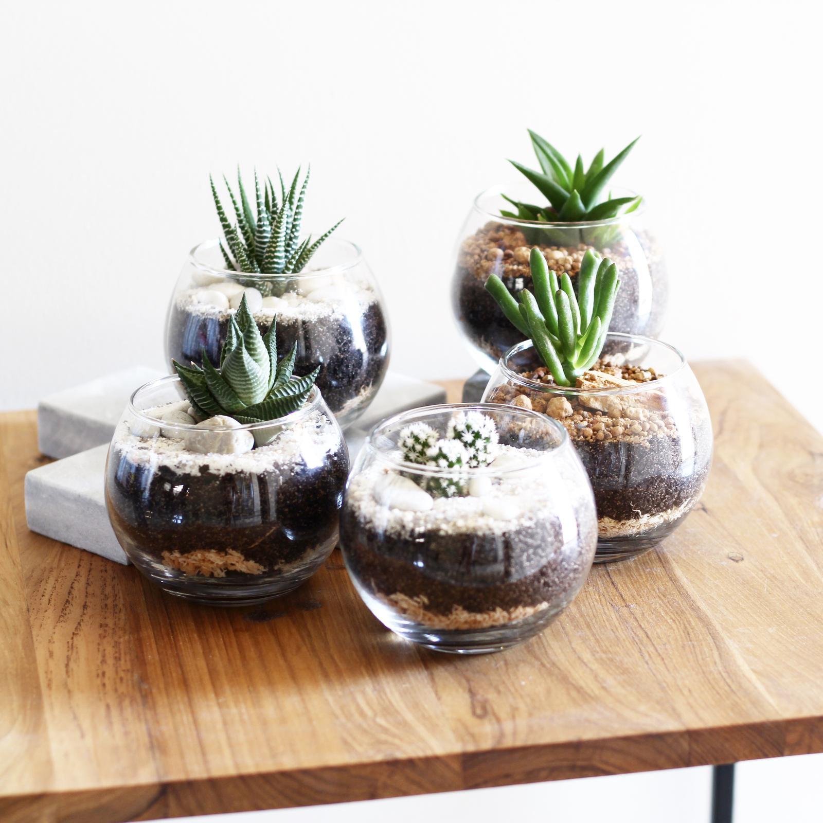 Small terrarium designs