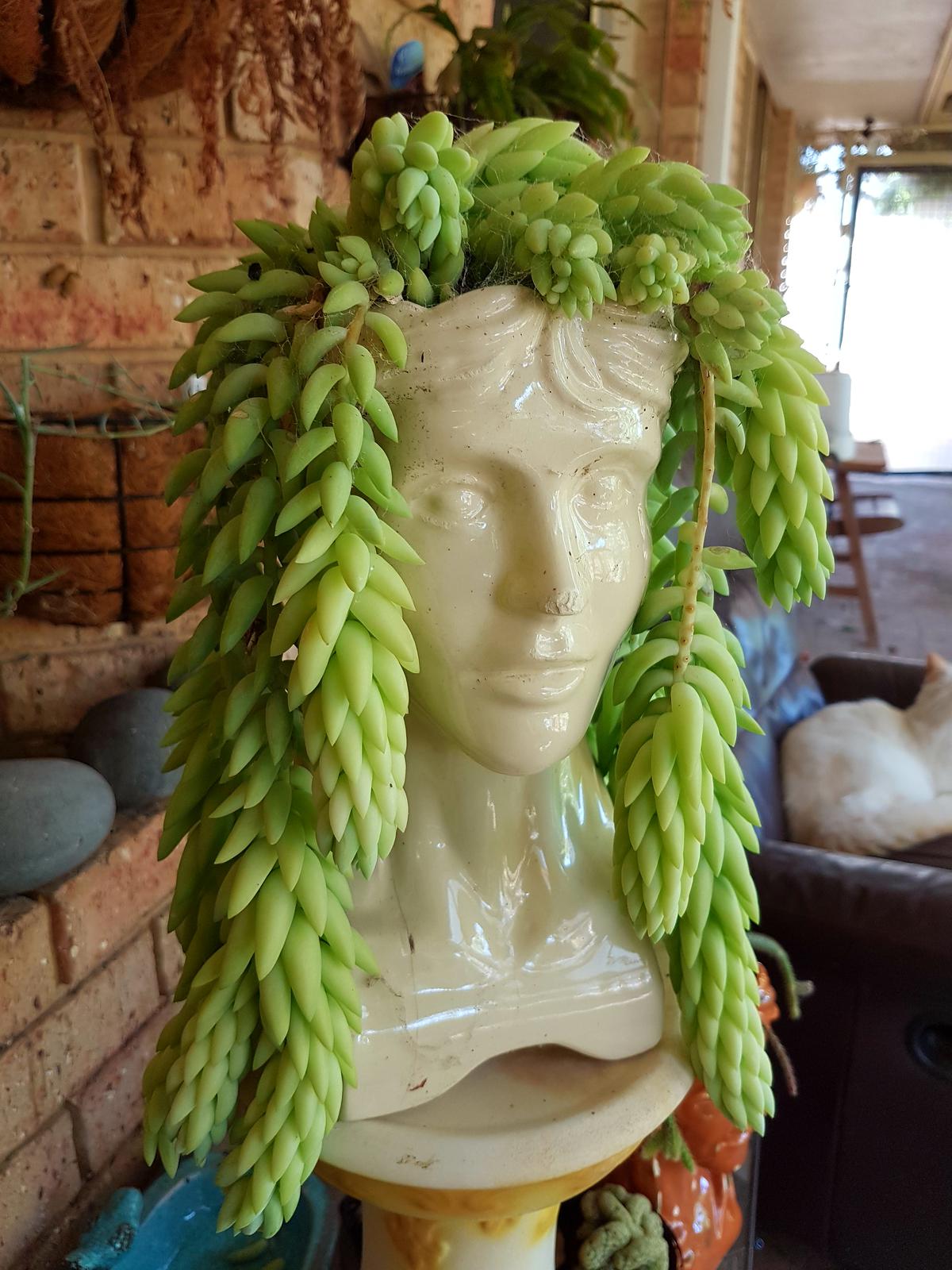 Large head pot
