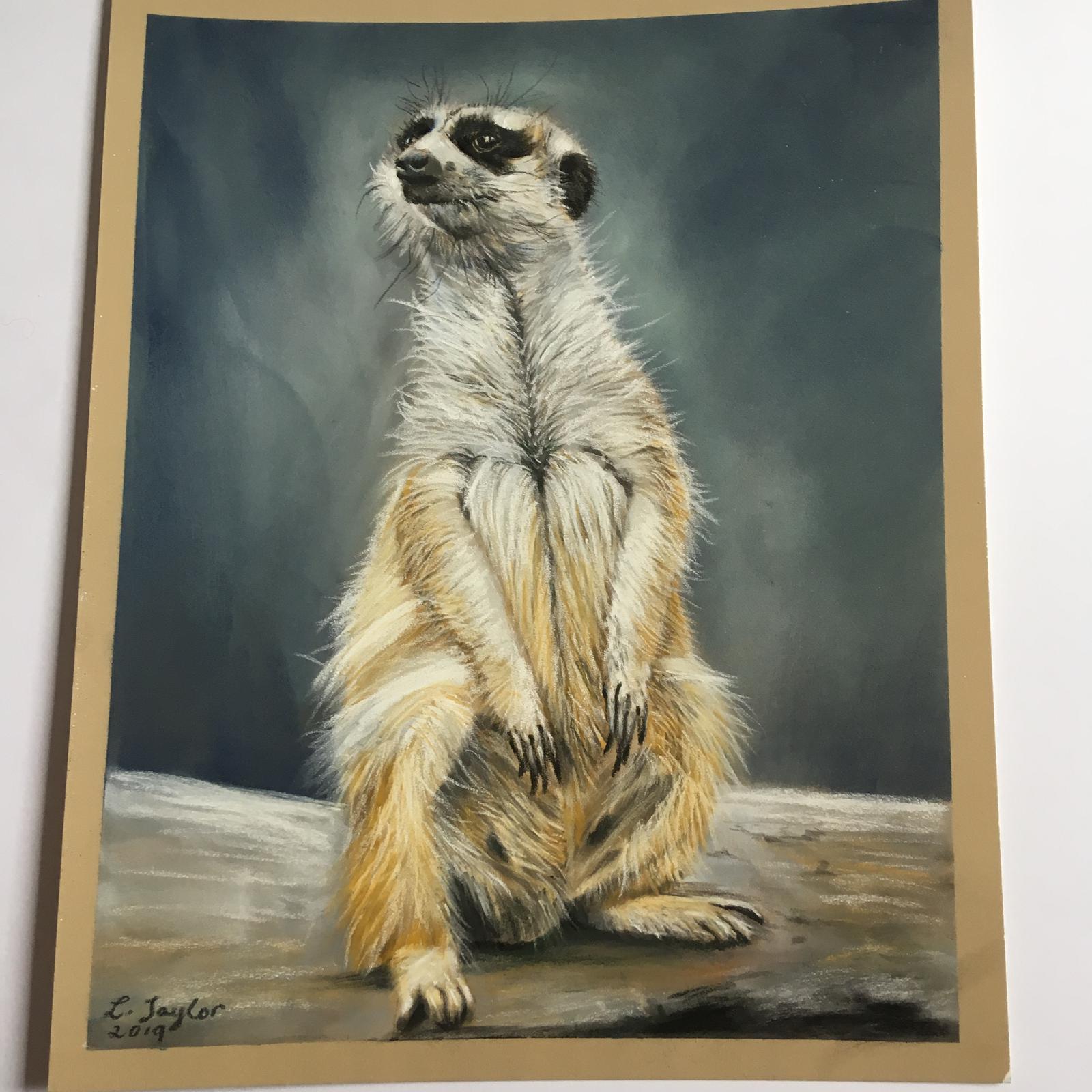 Meerkat