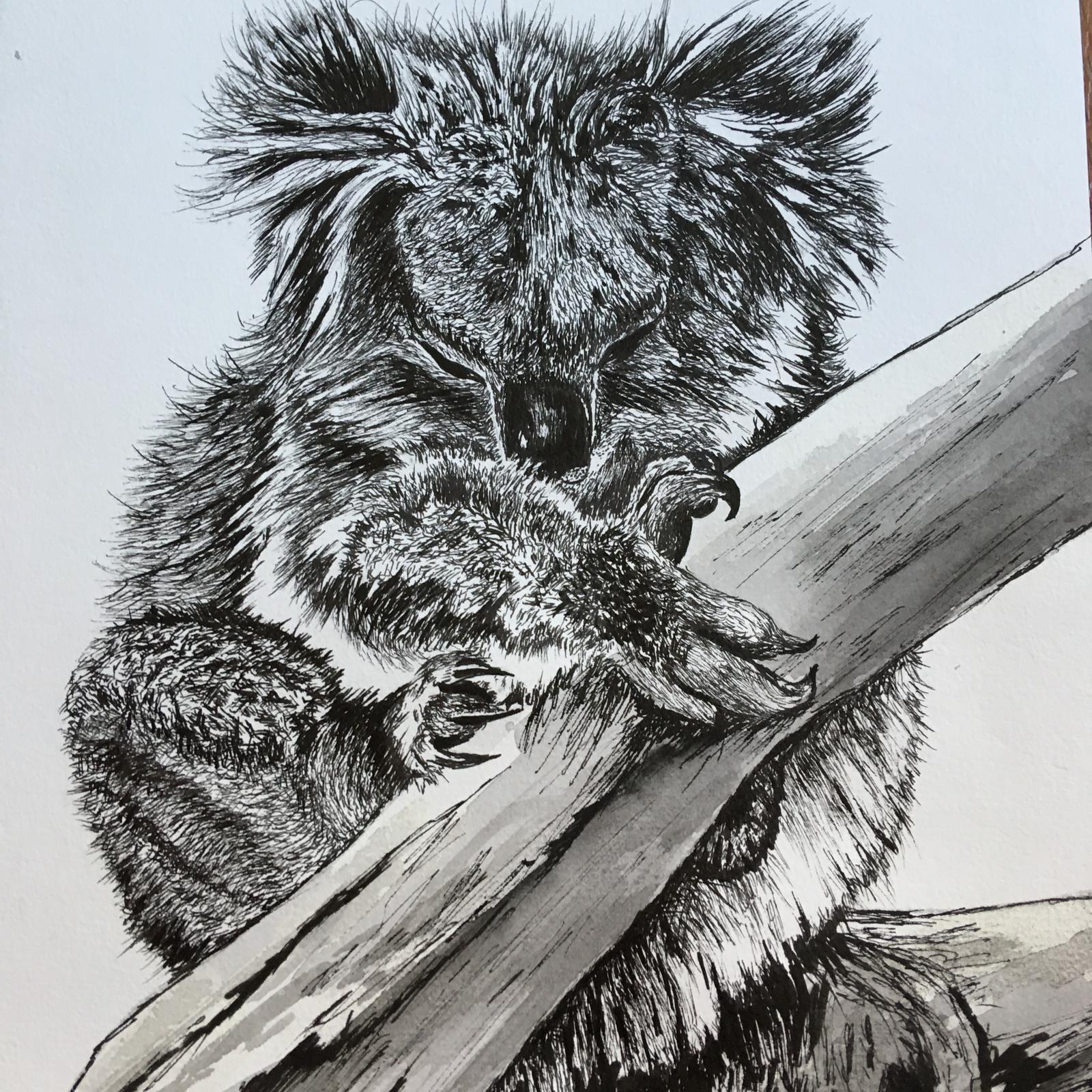 Sleeping Koala