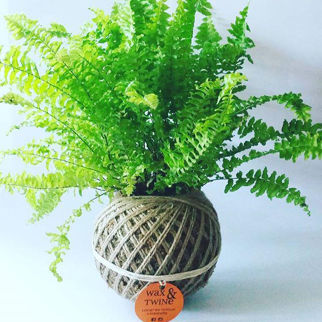 Kokedamas & Soy Candles by Wax & Twine