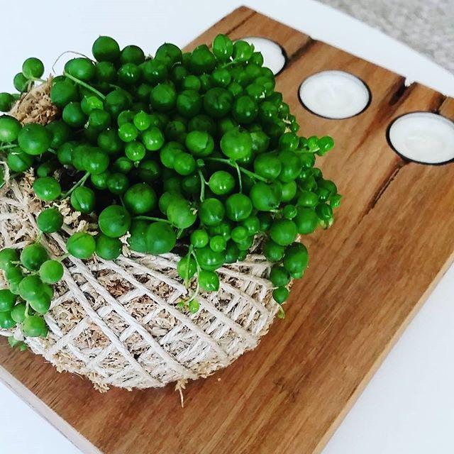 Kokedamas & Soy Candles by Wax & Twine
